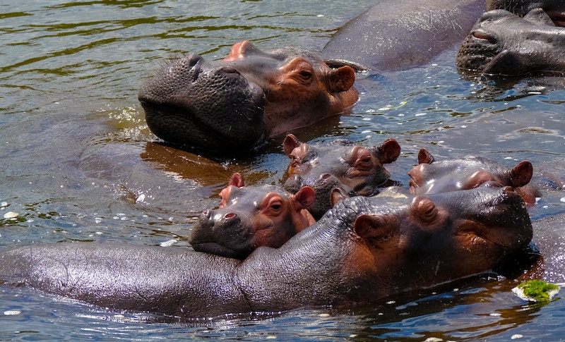 Hippos swimming in water